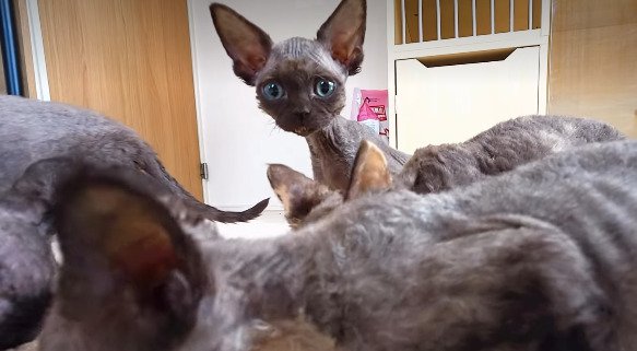 カメラ目線のデボンレックスたち