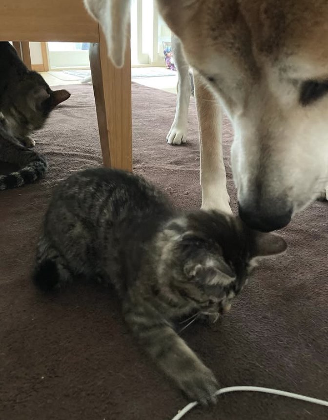 コードにじゃれつく子猫を見つめる犬