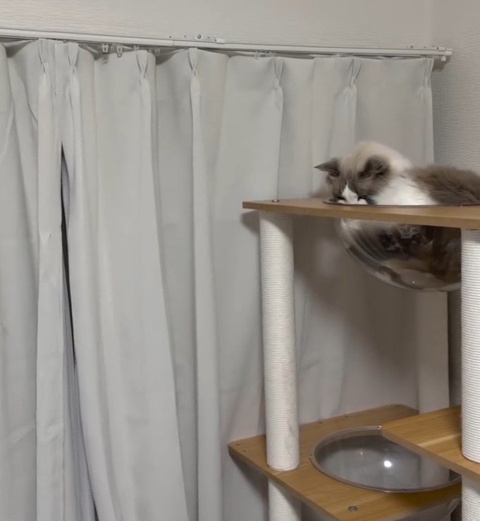 下を見つめる猫