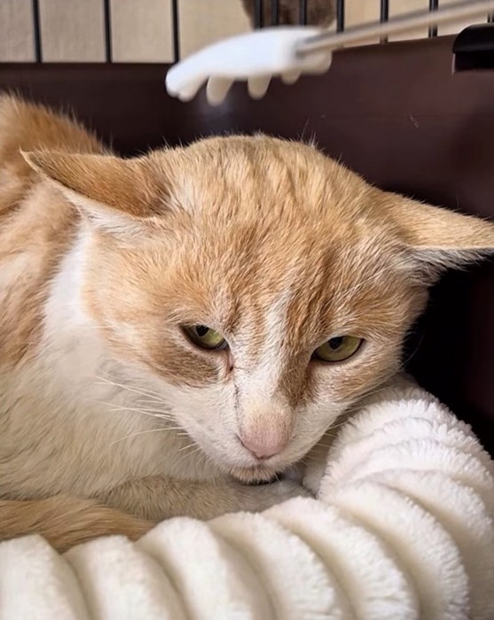 警戒した様子でカメラを見つめる猫