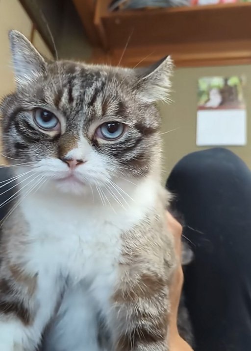 ジト目猫