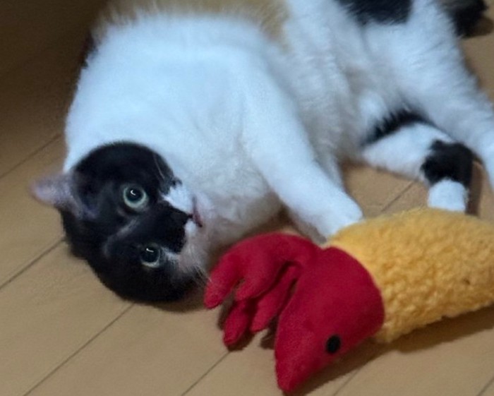 驚く雷十太ちゃん