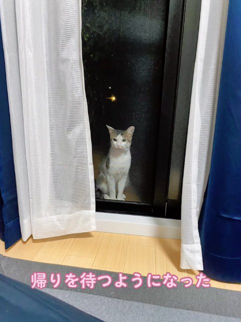 夜外から室内を覗いている猫