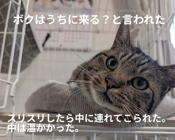 ケージの中にいる猫