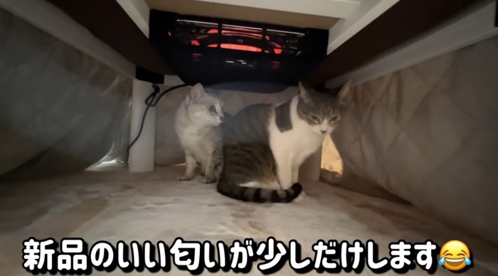 こたつに入っている猫達