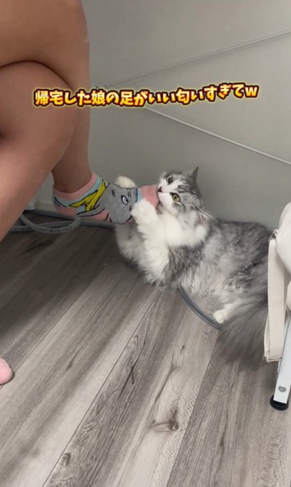 ふわふわな猫