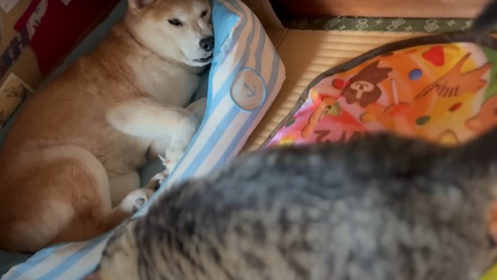 遊ぶ猫を見る柴犬