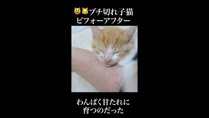 わんぱく甘たれに