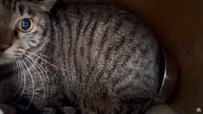 ごはんの皿をお尻につけるきなこ