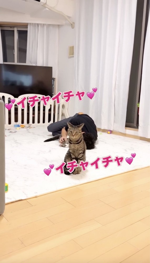 いちゃつく猫とパパを見つめる猫