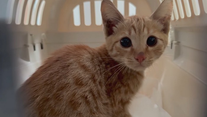 キャリーの中にいる子猫