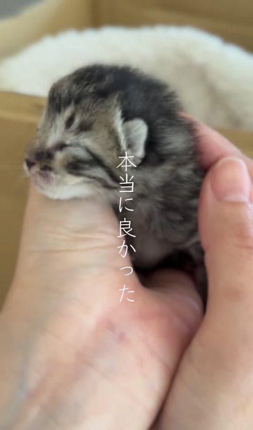抱っこされている子猫
