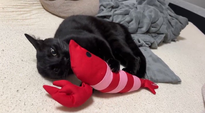 海老のぬいぐるみにしがみつく縞模様の黒猫