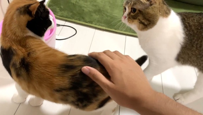 ついてくるぽこ太郎くん