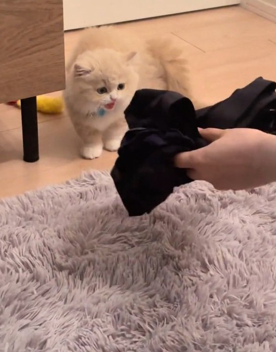 シャーで応戦するもなかくん