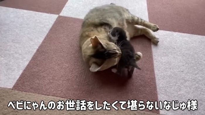 ケンタくんをなめるなずなちゃん