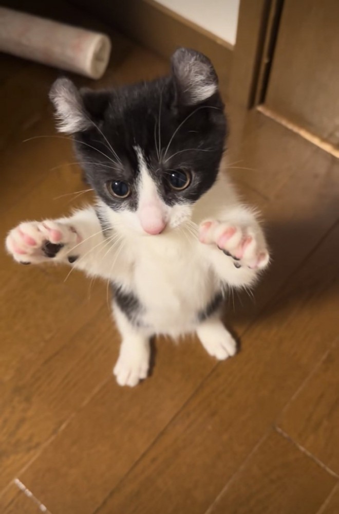後ろ足で立つ子猫