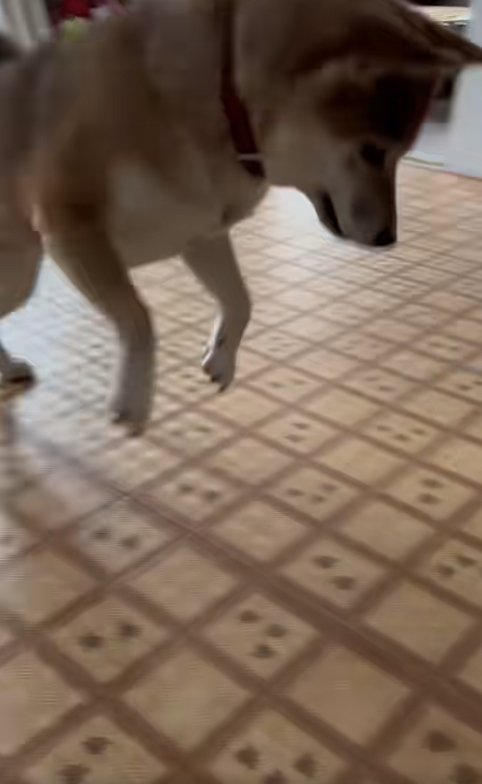 飛び跳ねている柴犬