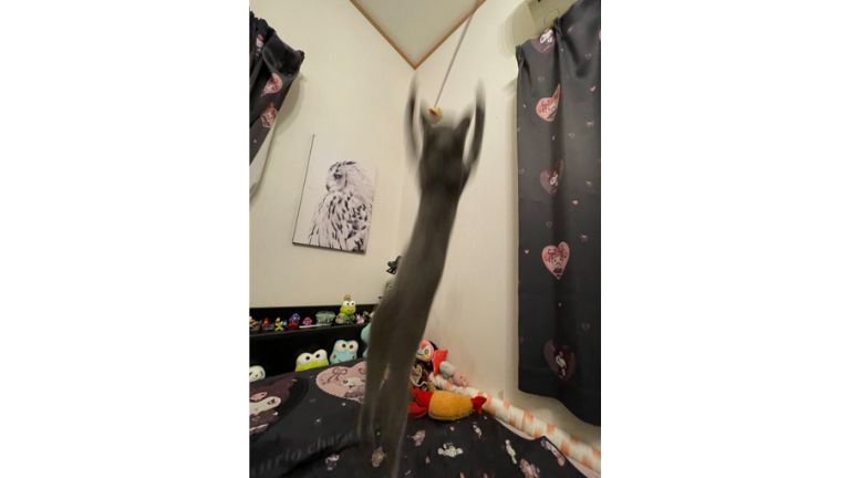 ジャンプしている猫