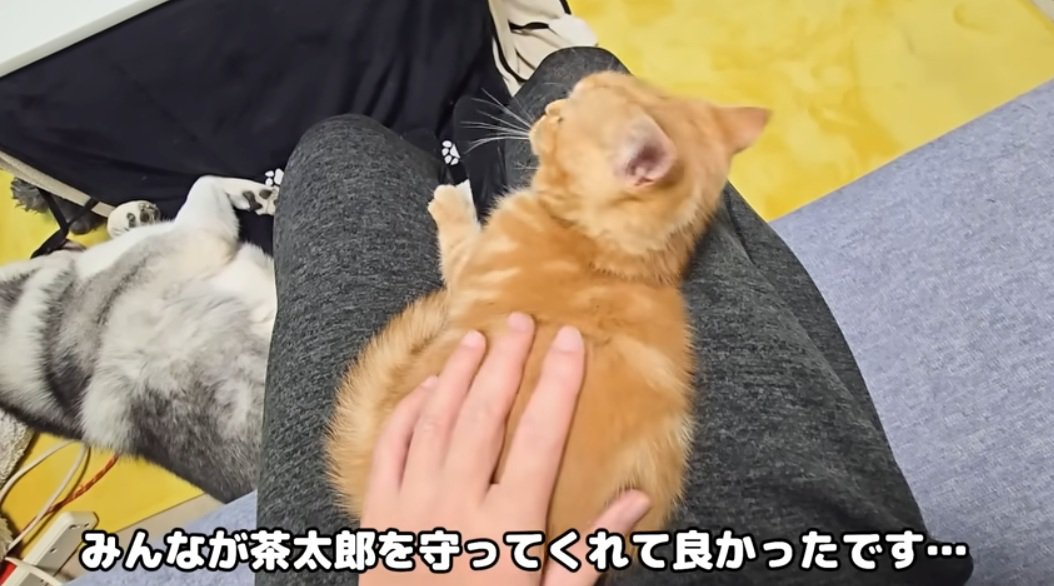 膝の上にいる子猫