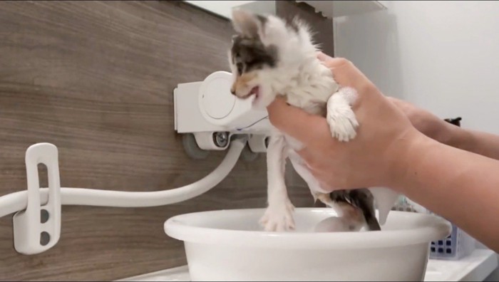 シャンプーをされて鳴く子猫