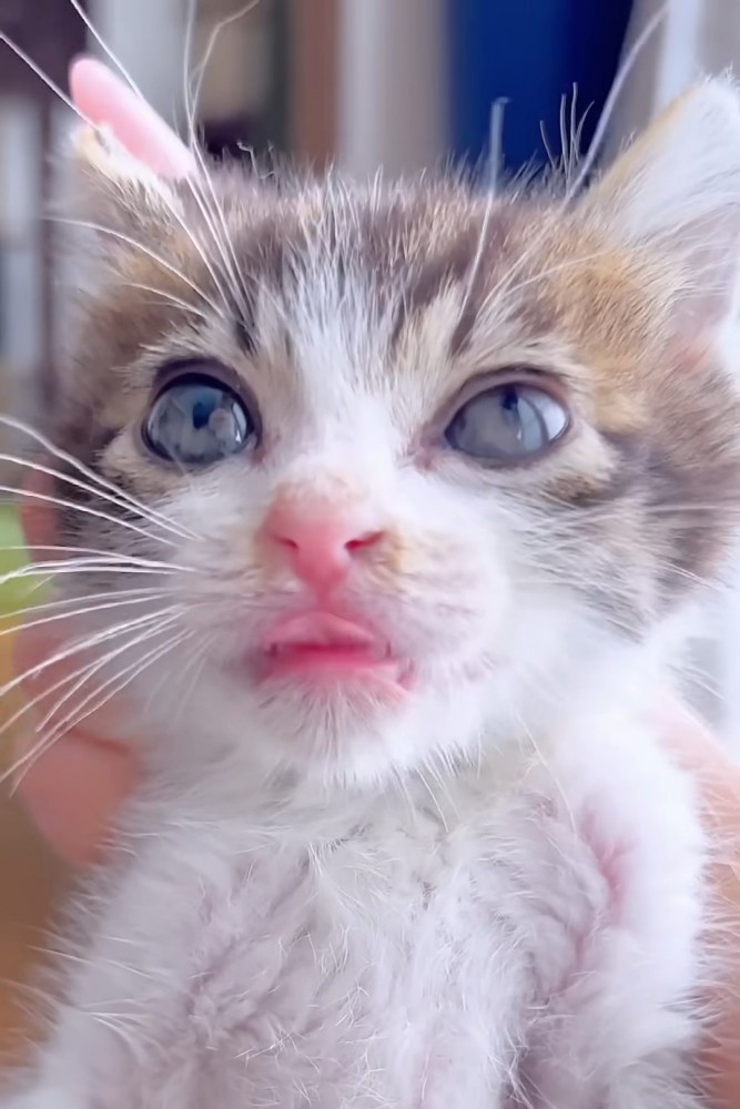 舌を出した子猫の顔