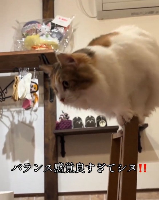 飛ぼうとする猫