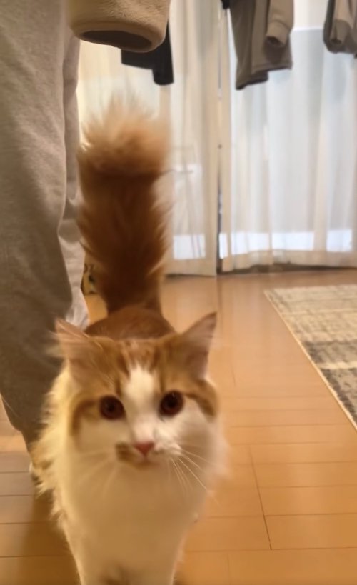 フローリングの上に立っているカメラ目線の猫