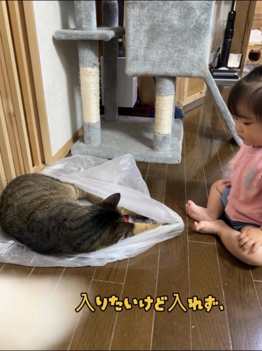 袋の上で寝る猫