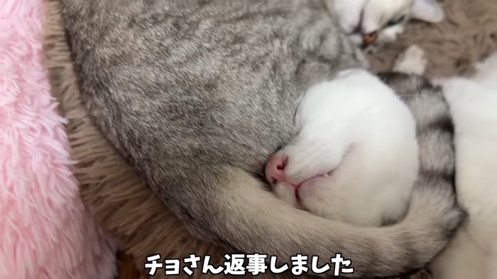 チョさん返事しました