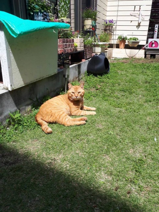 外にいる猫