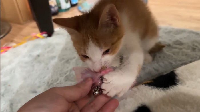 離さないチップくん