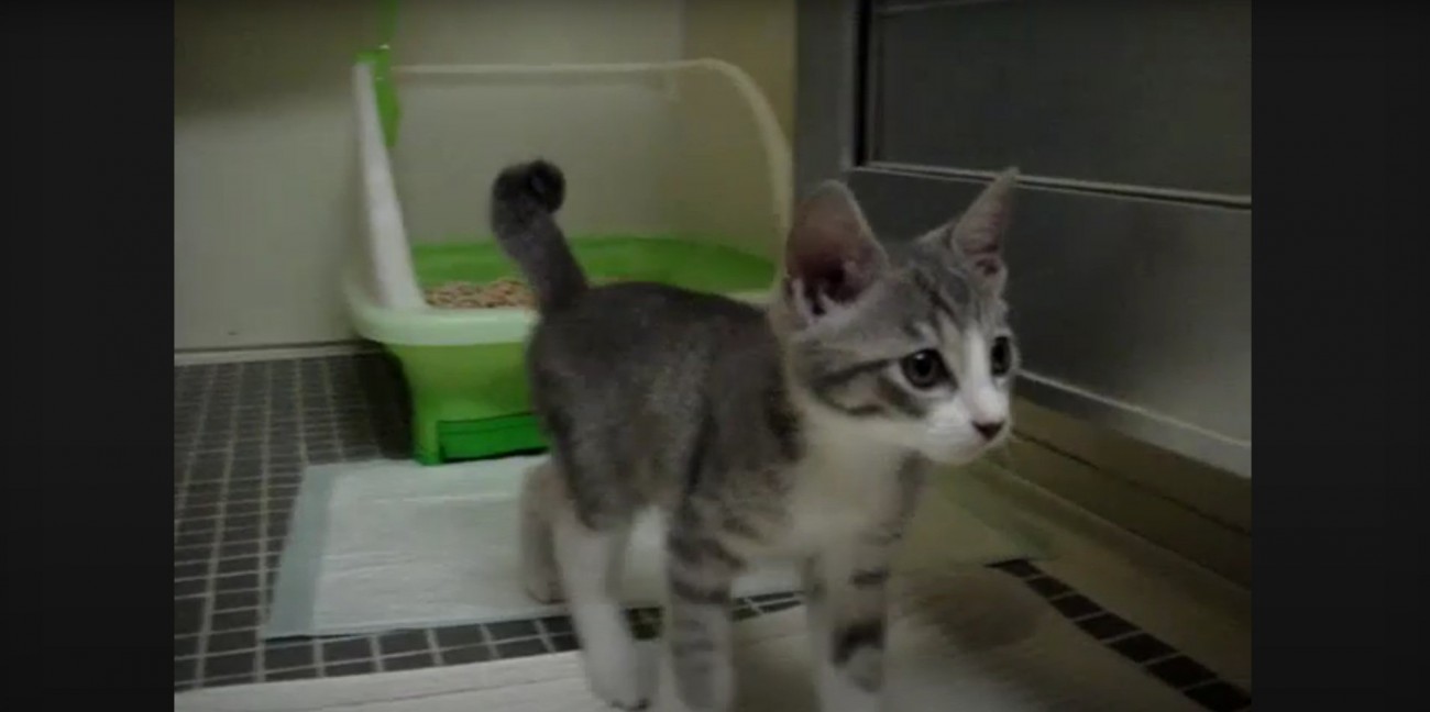 バスルームを歩くモアレちゃん