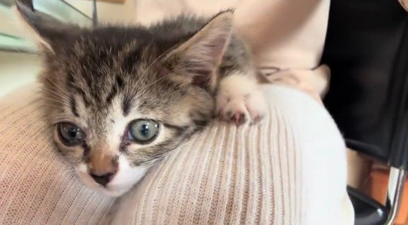 飼い主さんの膝の上にいる子猫