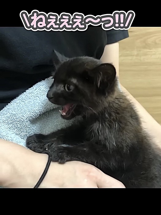 横向きで大声で鳴く子猫
