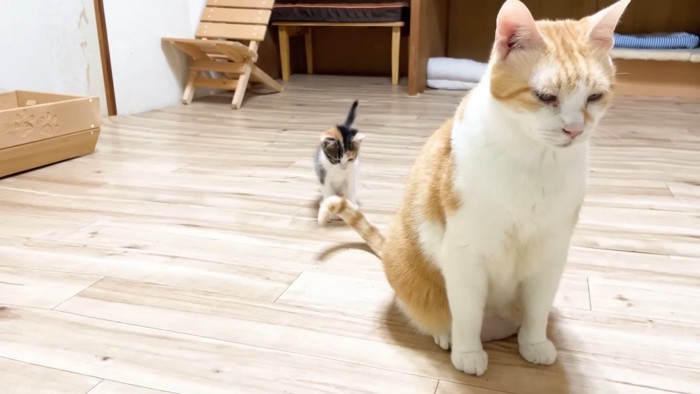 尻尾を見つめる三毛ちゃん