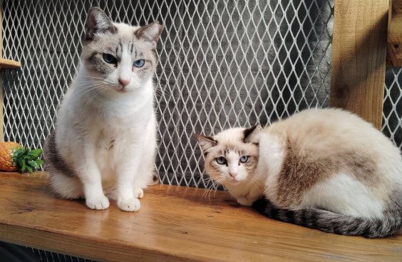 座っている2匹の猫