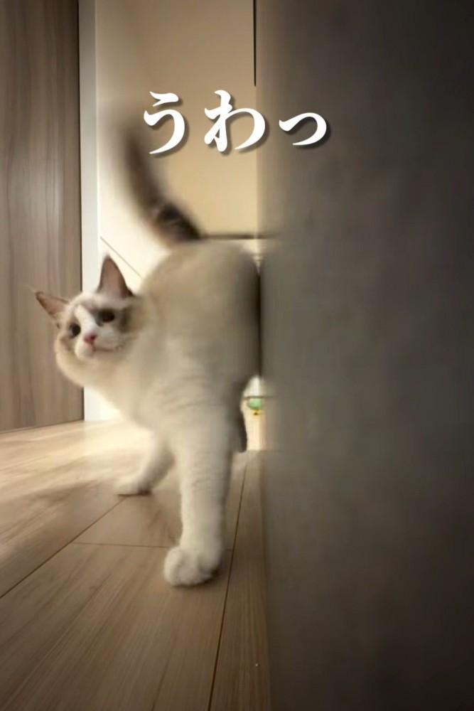 びっくりしている猫