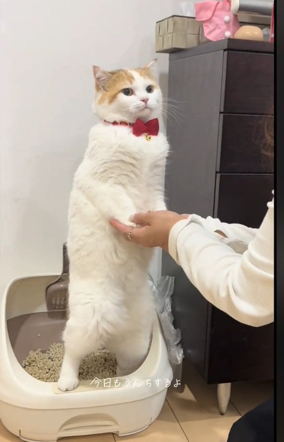 立っているリリィちゃん