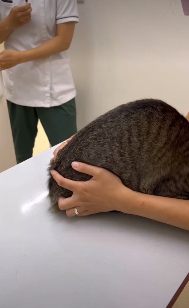 看護師さんの腕の中に隠れる