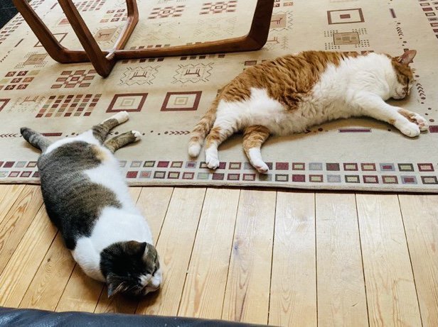 床でお昼寝する2匹の猫