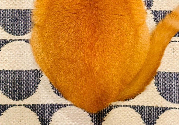 猫のおしり