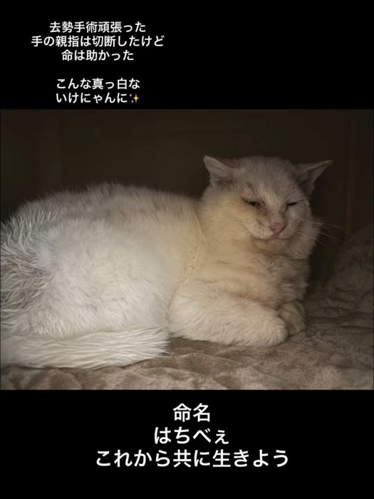 前足を畳んで座る猫