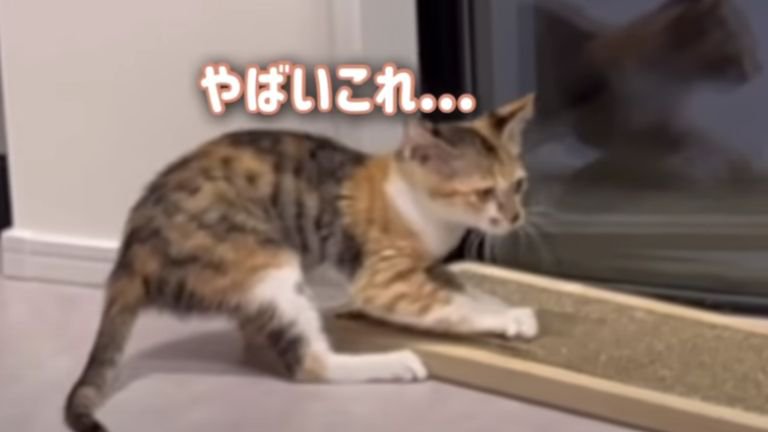 爪とぎしている子猫