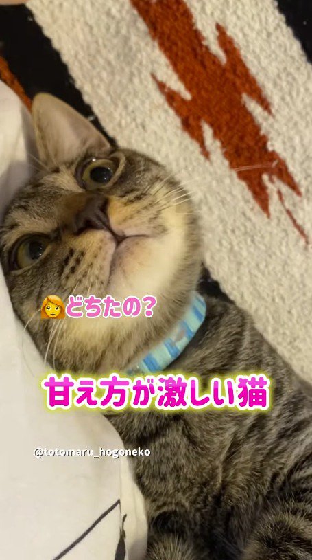 声をかけてくる飼い主を見つめる猫
