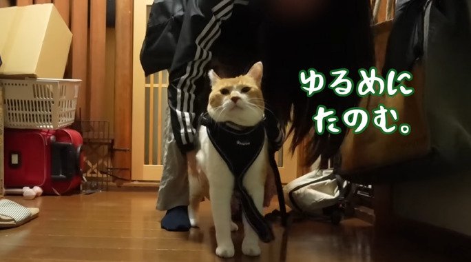 ハーネスをつけたチャチャ君