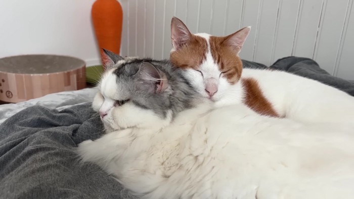 猫を枕にする猫