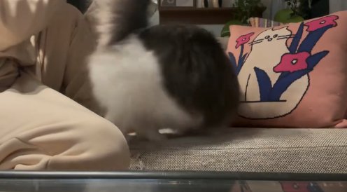 ソファの上で回っている顔が見えない長毛猫