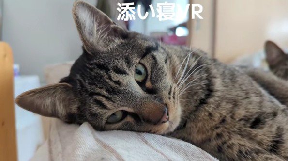 寝そべる猫