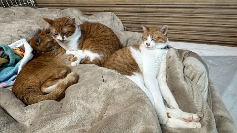 室内にいる猫たち